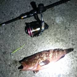 アコウのちタコ