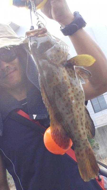 これは…チャイロマルハタ？