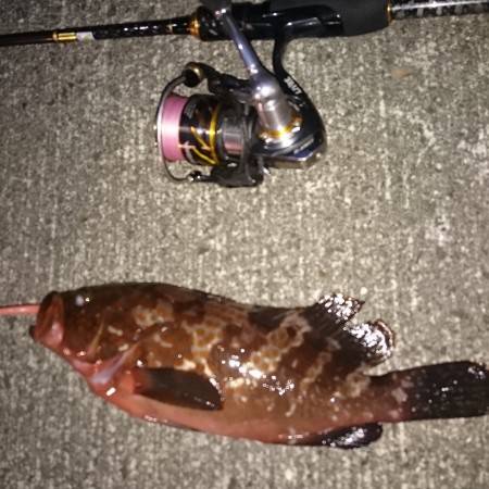 仕事帰りにアコウ