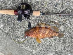 ハードロックフィッシュ？