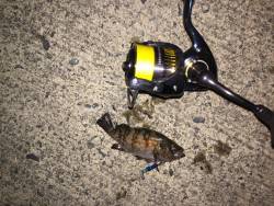 本命は釣れず・・・