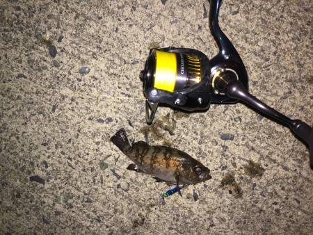 本命は釣れず・・・