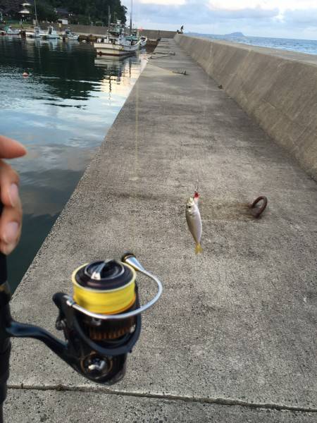 今日も期待外れ・・・