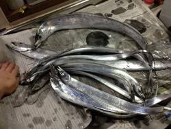 サンマがなかったので