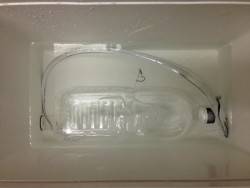 あれ？一匹？？