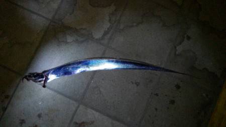 約２ヶ月ぶりのタチウオ釣行