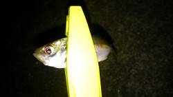 久々のアジング！