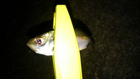 久々のアジング！