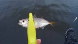 豆アジング好調です♪