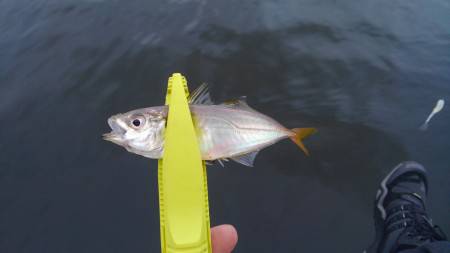 豆アジング好調です♪