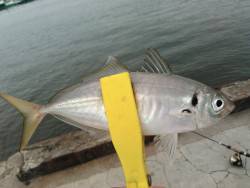 アジング、オクトパッシング