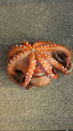 ちょっと大きくなりました