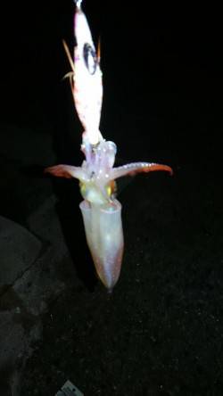 ケンサキイカ調査