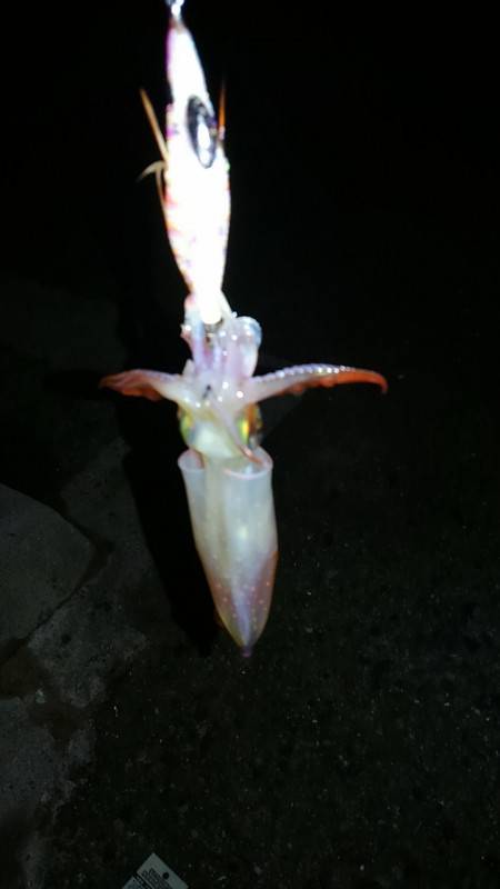 ケンサキイカ調査