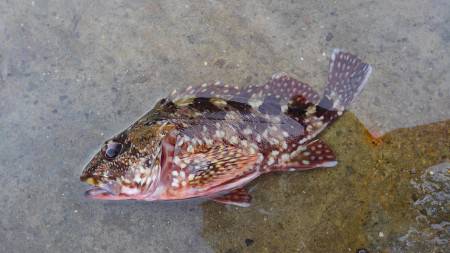 釣りをする(笑)。