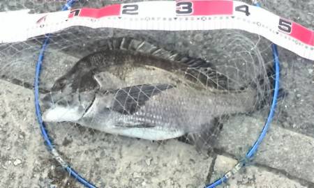 やっとビックなチヌに会う