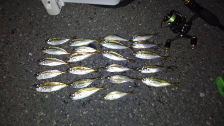 またまた豆狩り