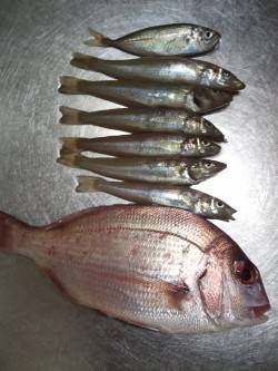 ちょい投げ(夜)