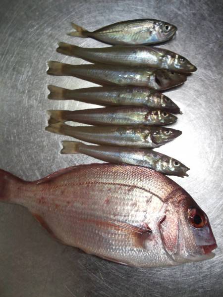 ちょい投げ(夜)