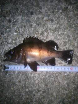 メバリング（餌）