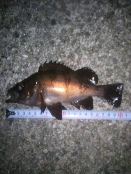 メバリング（餌）