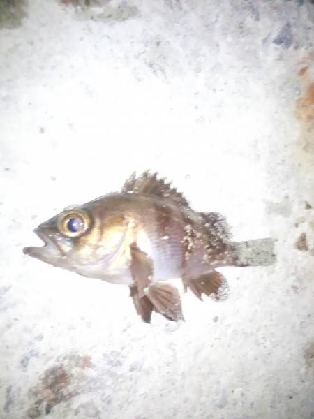 ちょい投げ(夜)