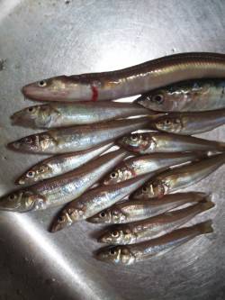 ちょい投げ(夜)