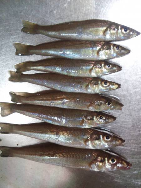 ちょい投げ(夜)