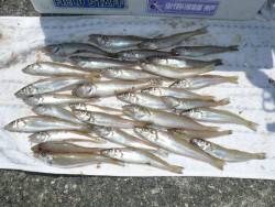 志筑川でキス狙い