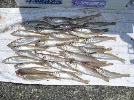 志筑川でキス狙い