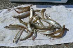 夜釣りから西淡釣査