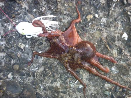 オクトパッシング