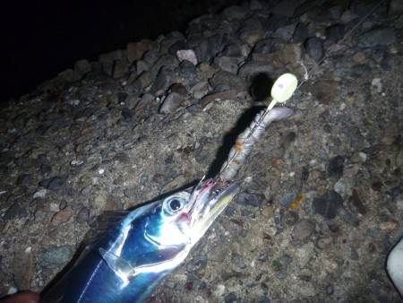 タチウオの逆襲？