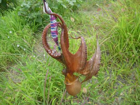 短時間タコ調査