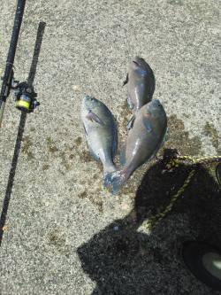 こんなん出ました・・・グレ・・