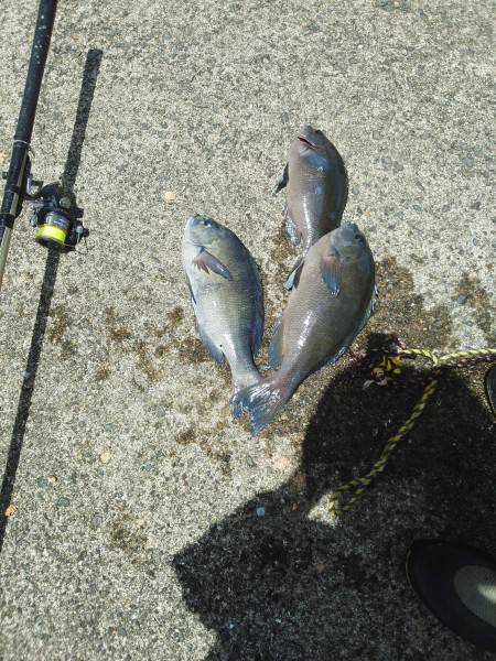 こんなん出ました・・・グレ・・