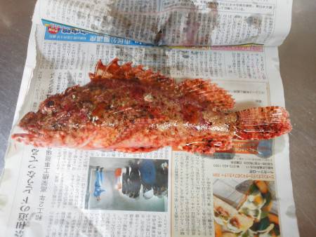 こんなん出ました・・・ガシラ・・・