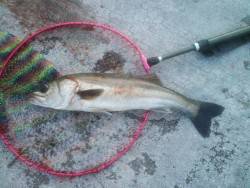 のませでスズキゲット！！