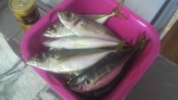 ２０ｃｍクラスの小鯵がベイトパターンで釣れる。