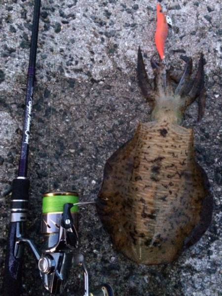 朝マヅメに・・・