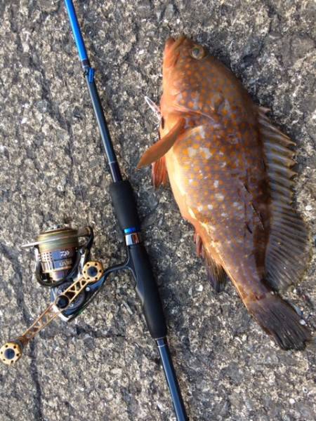 アコウとタッチ～～～