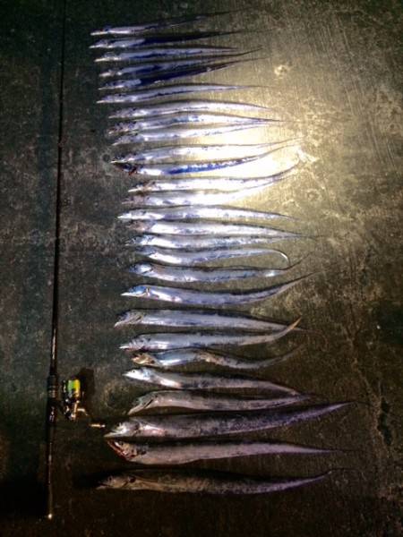 北港でタチウオ！