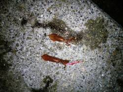 大蔵海岸でケンサキイカ36杯&イワシ72匹