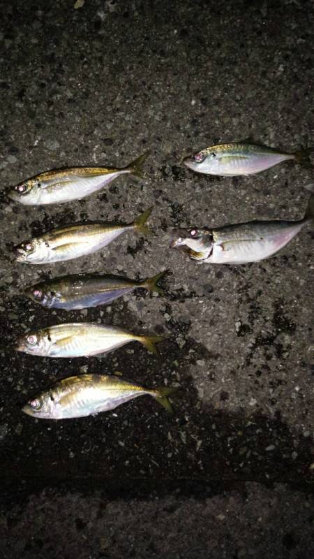 アジングで良型