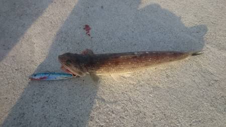 今日は青物留守かな？