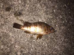 一昨日はボウズだったけど…