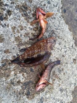 ロックフィッシュ