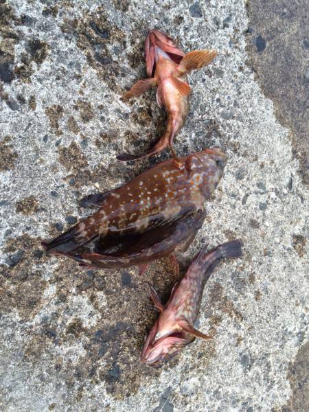 ロックフィッシュ