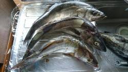 前回に引き続き爆釣！