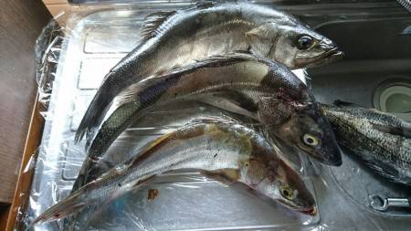 前回に引き続き爆釣！